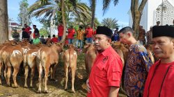Ratusan Sapi Kurban Said Abdullah Jangkau Desa hingga Pelosok Madura