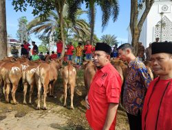 Ratusan Sapi Kurban Said Abdullah Jangkau Desa hingga Pelosok Madura
